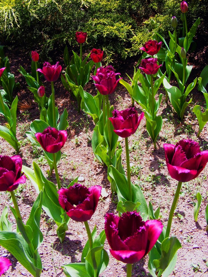 Deep red fringed tulips in a garden bed