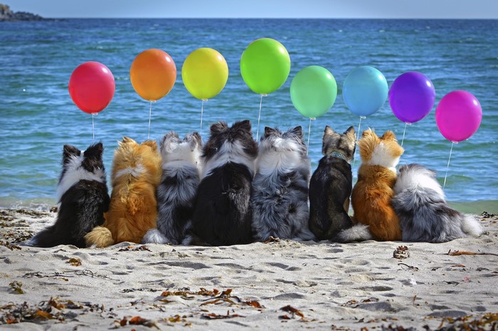 Dogs sitting on a beach with balloons