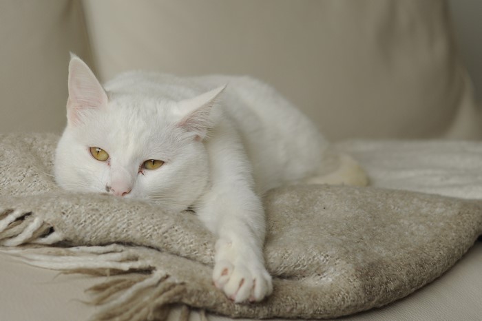 White cat lying on a blanket
