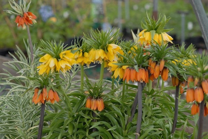Crown Imperial Fritillaria flowers in a garden