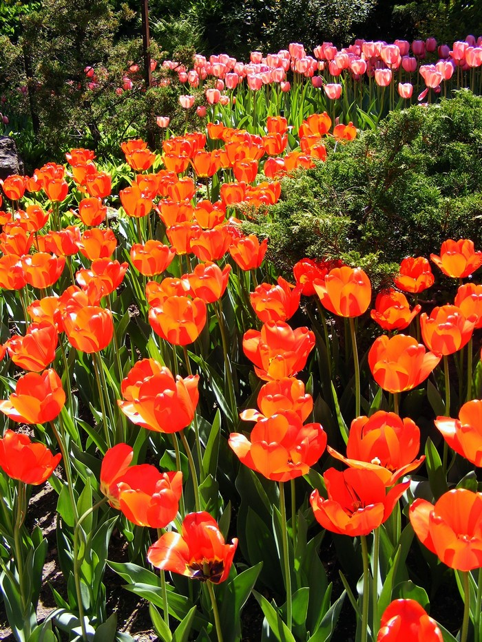 Field of Orange and Pink Tulips