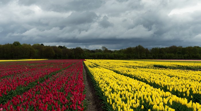 Red and Yellow Tulip Fields Under Cloudy Sky