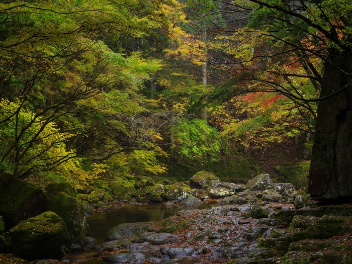 Forest stream with mossy rocks and autumn leaves