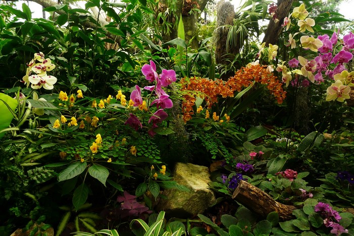 Orchids and other flowers in a garden