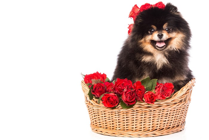 Pomeranian dog in a wicker basket with red roses