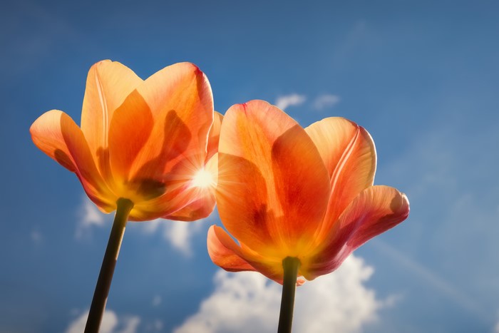 4K Orange Tulips Against Blue Sky