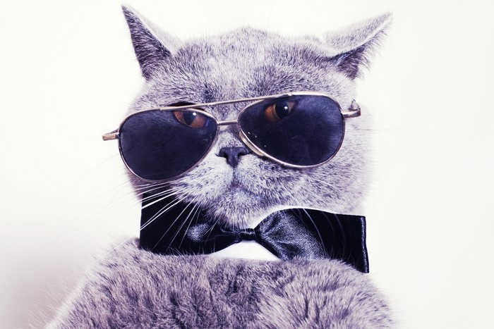 Cat wearing sunglasses and a bow tie