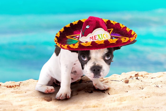 French Bulldog Puppy Wearing a Sombrero on the Beach