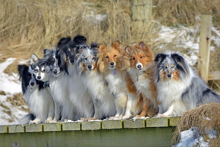Many dogs sitting on a wooden platform in the snow