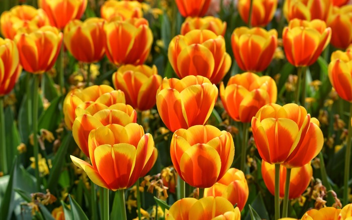 4K Orange Tulips Closeup
