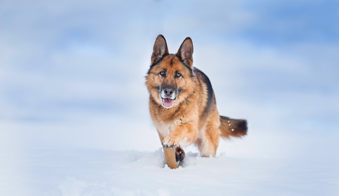 German Shepherd Dog Running in Snow