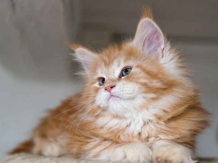 4K Fluffy Orange Maine Coon Kitten