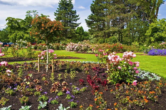 Queen Elizabeth Garden Roses in Vancouver, Canada