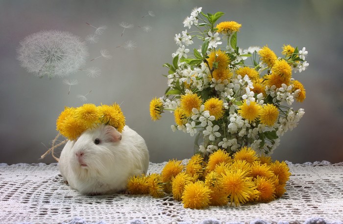 White guinea pig with dandelion crown and flowers