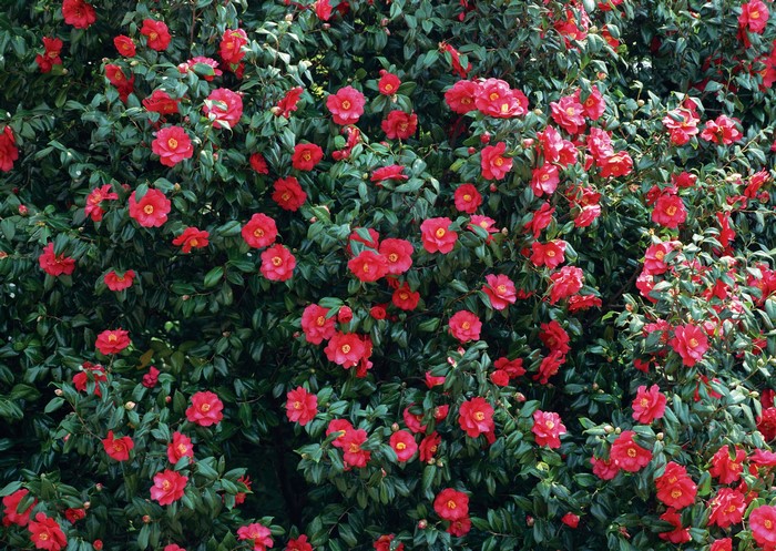 A bush with many red camellia flowers