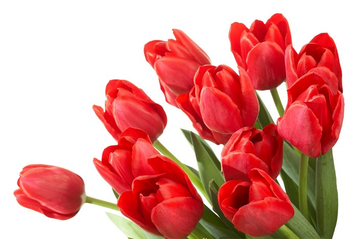 Red Tulips on a White Background