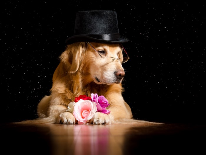 Golden Retriever dog wearing a top hat and glasses with flowers