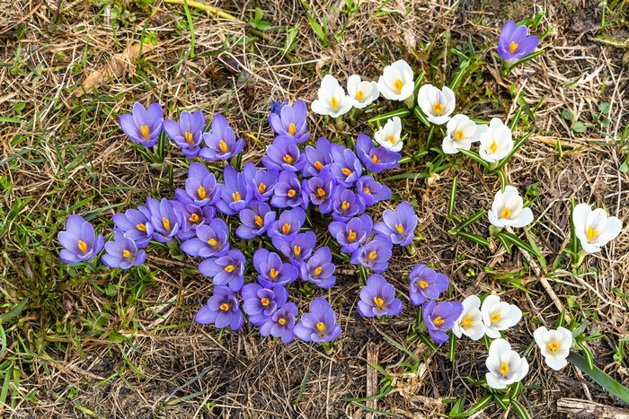 Purple and white crocuses blooming in grass