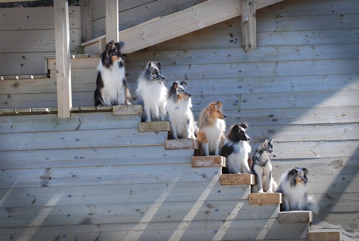 Many dogs sitting on wooden stairs