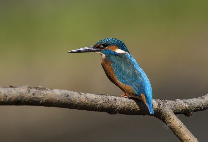 Common Kingfisher perched on a branch