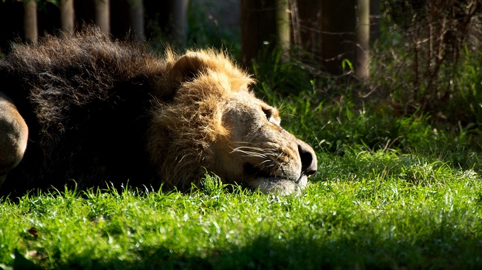 Lion sleeping on grass