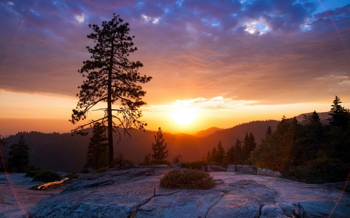 Sunset over forested mountains with a lone pine tree