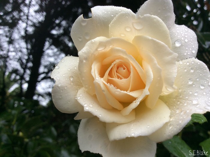 White rose with water drops