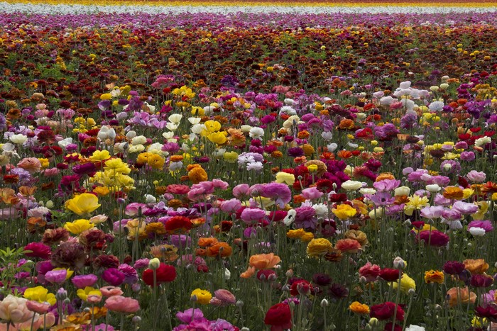 Field of Multicolor Ranunculus Flowers