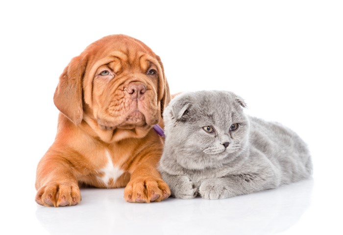 Dogue de Bordeaux puppy and Scottish Fold kitten on white background