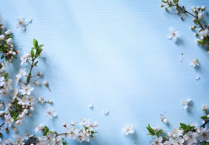 Flowering branches on a blue wooden background