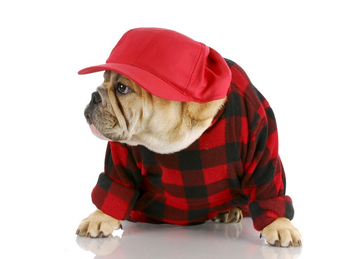Bulldog wearing a red baseball cap and plaid shirt