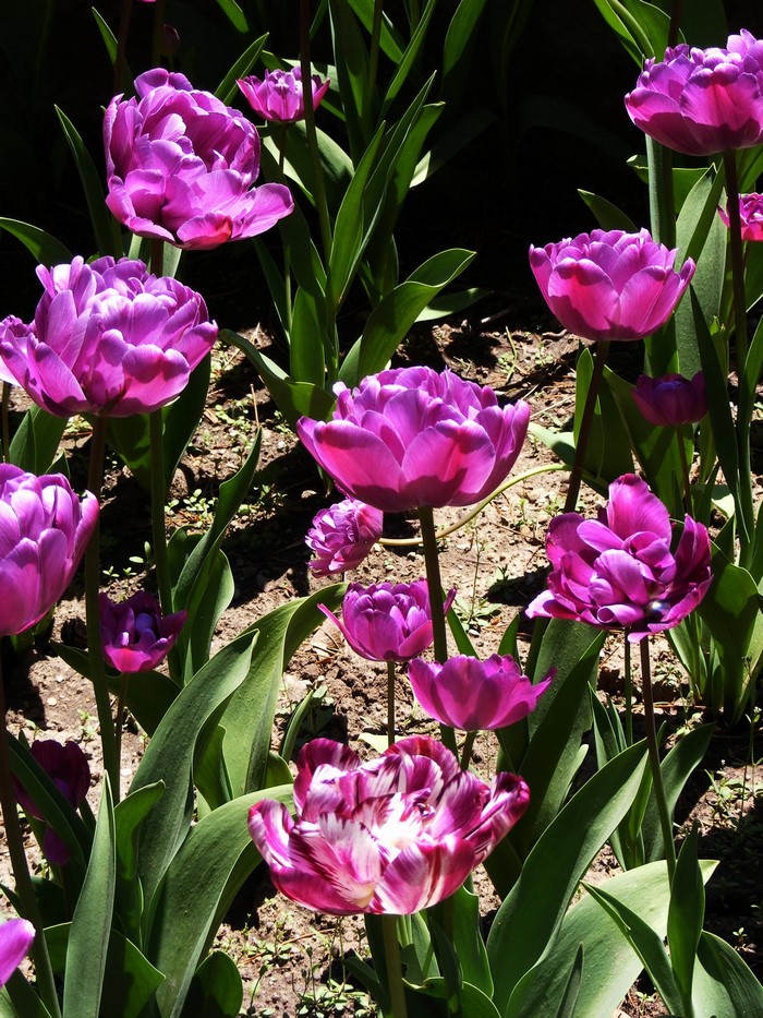 Purple double tulips in a garden