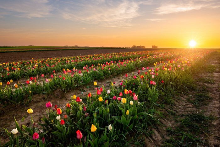 Tulip field at sunset in Belgium