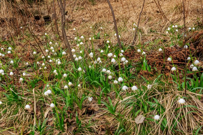 Snowdrops blooming in a forest clearing
