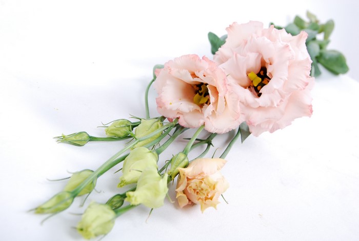 Pink Eustoma flowers and buds on white background