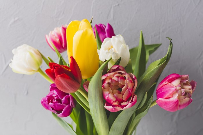 Bouquet of Tulips on Gray Background