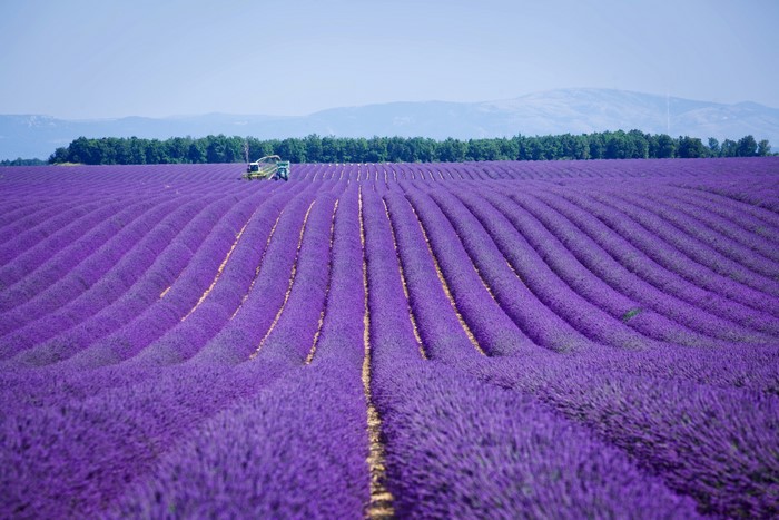 Lavender fields in Provence, France with a harvesting machine