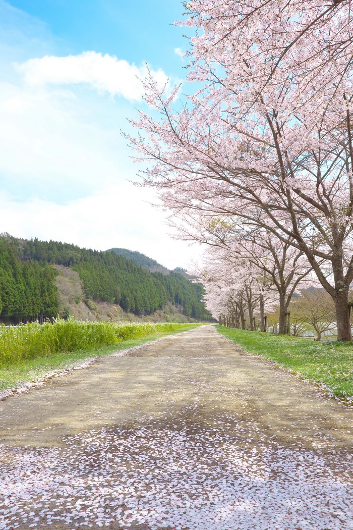 Road lined with cherry blossom trees in spring