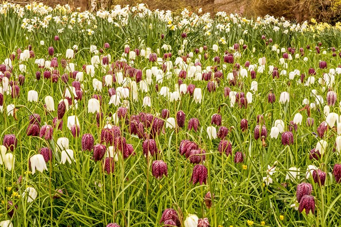 Field of Fritillaria flowers
