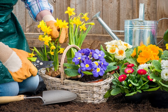 Gardening with Daffodils, Primula, and Bellis flowers