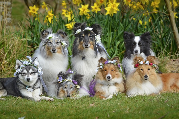 Dogs wearing flower crowns in front of daffodils