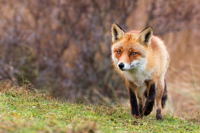 Red Fox Walking in Grassy Field