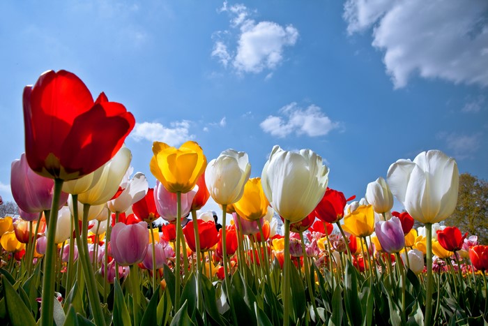 4K Tulips Closeup Many Sky