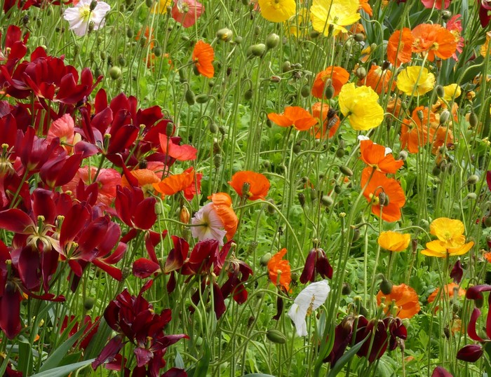 Field of colorful poppies and tulips