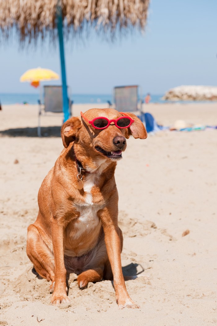 Dog wearing sunglasses on a beach