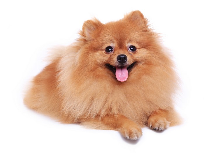 Pomeranian dog with tongue out on white background