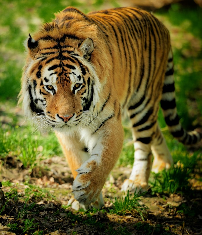 Tiger walking in a grassy area