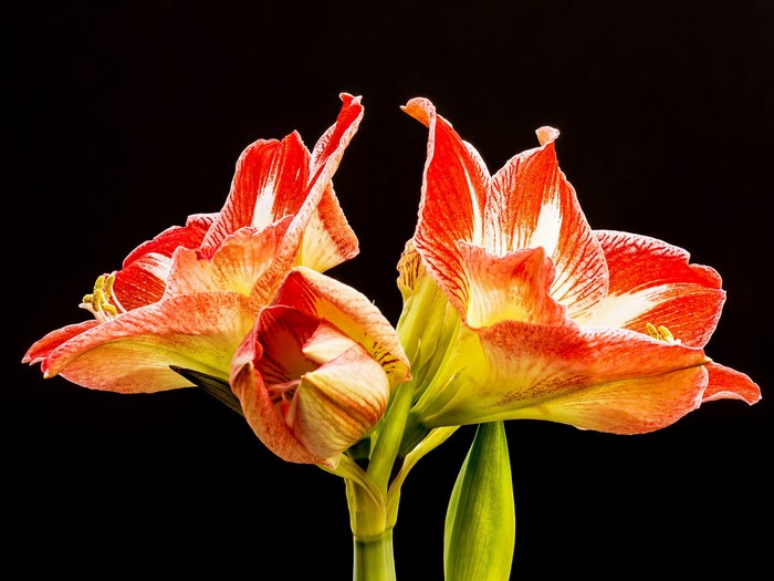 Red and white Amaryllis flowers on black background