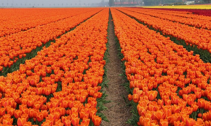 Orange Tulip Fields in the Netherlands