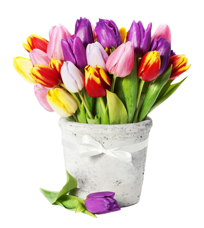Multicolor Tulips in a White Vase